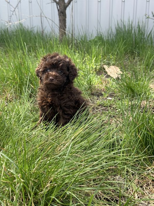 Шоколад Той пудель хлопчик ,можлива доставка за кордон
