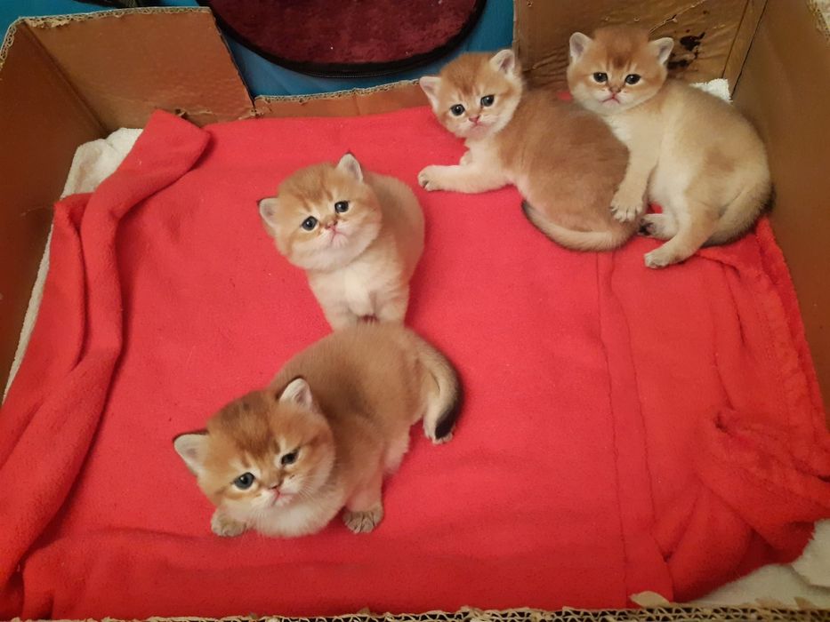 British  Shorthair Golden e silver