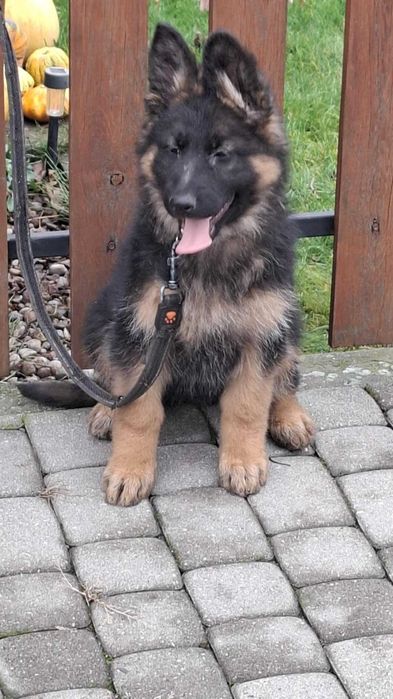 owczarek  niemiecki suczka