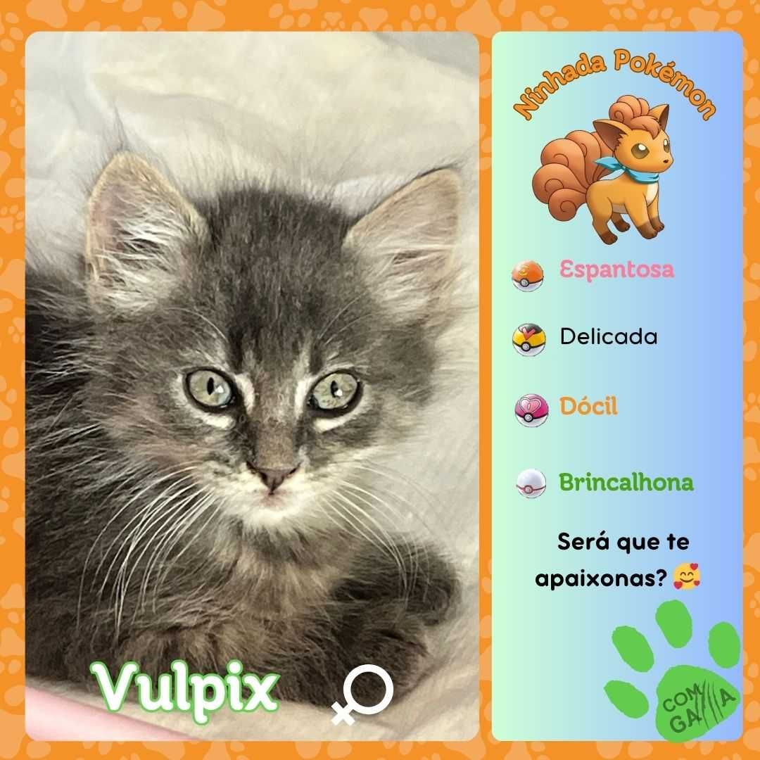 Gatos para adoção