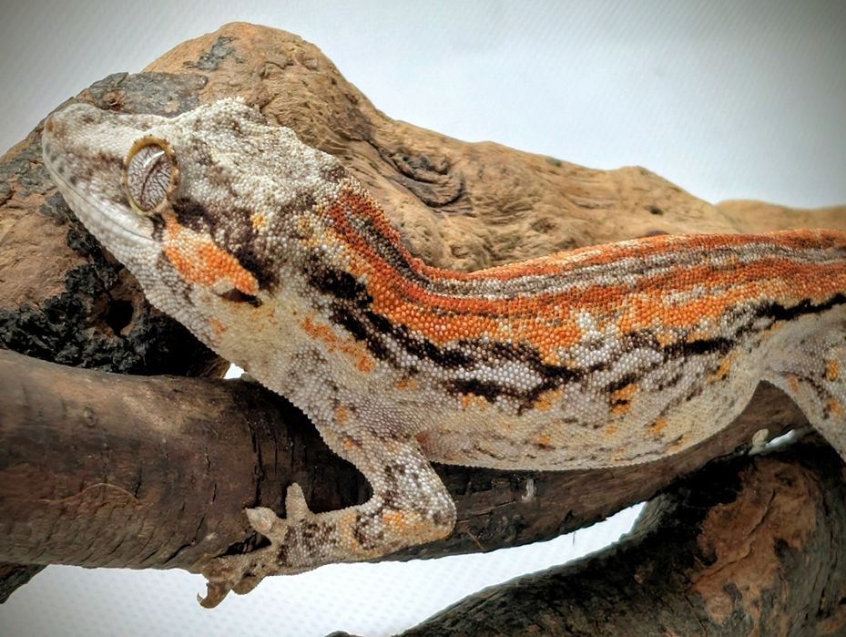 Gekon z Nowej Kaledonii