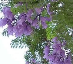 Jacarandá, Jacarandá