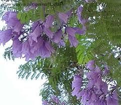 Jacarandá, Jacaranda