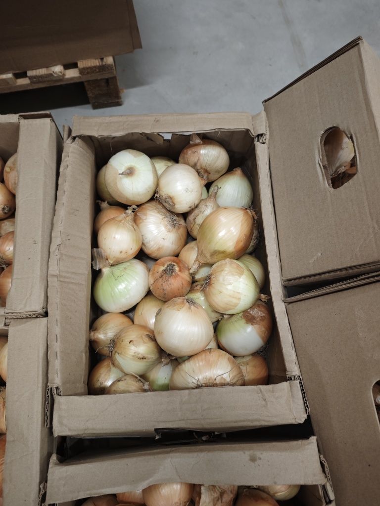 Cebula jest głową wszystkiego, ponieważ pomaga eliminować choroby