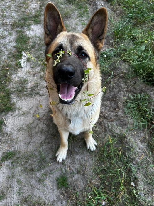 Шукаємо наречену гарному кобелю