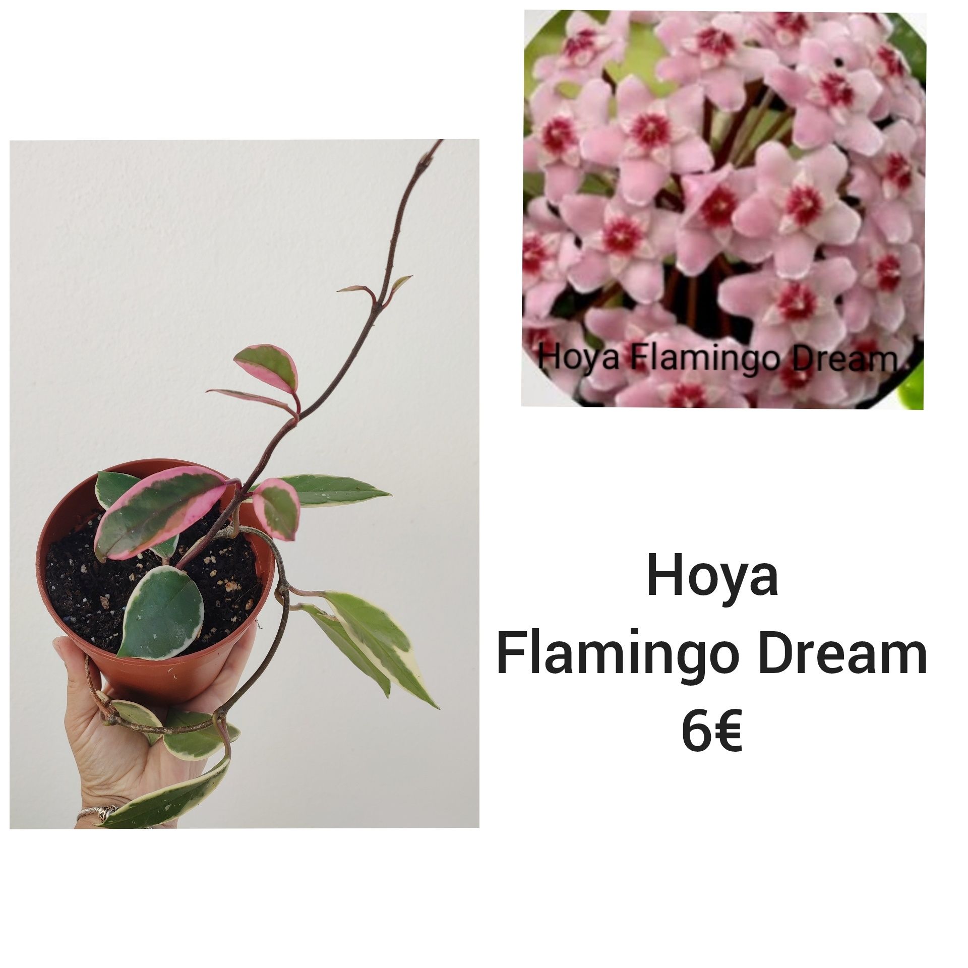 Hoya Flamingo Dream - flor de Cera
