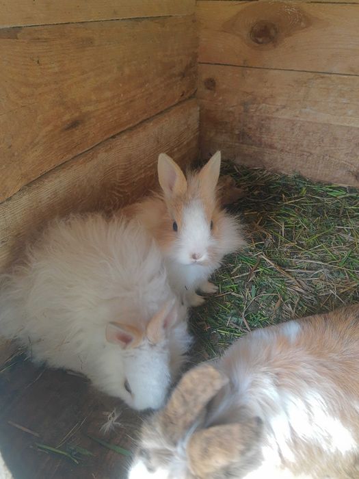 Króliki miniaturki samce, samice