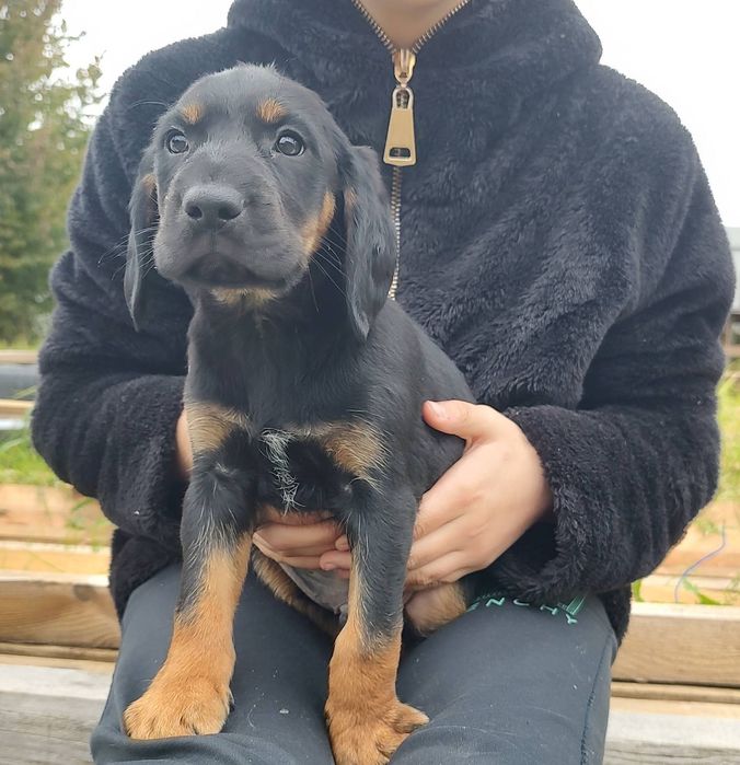 Продам кокер спанієлів 2 місяці буде 10 жовтня грайливі і здорові