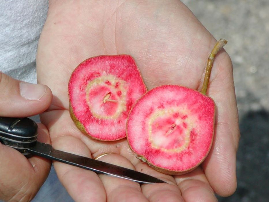 Pêra de carne Vermelha - SUPER DOCE - Planta viva