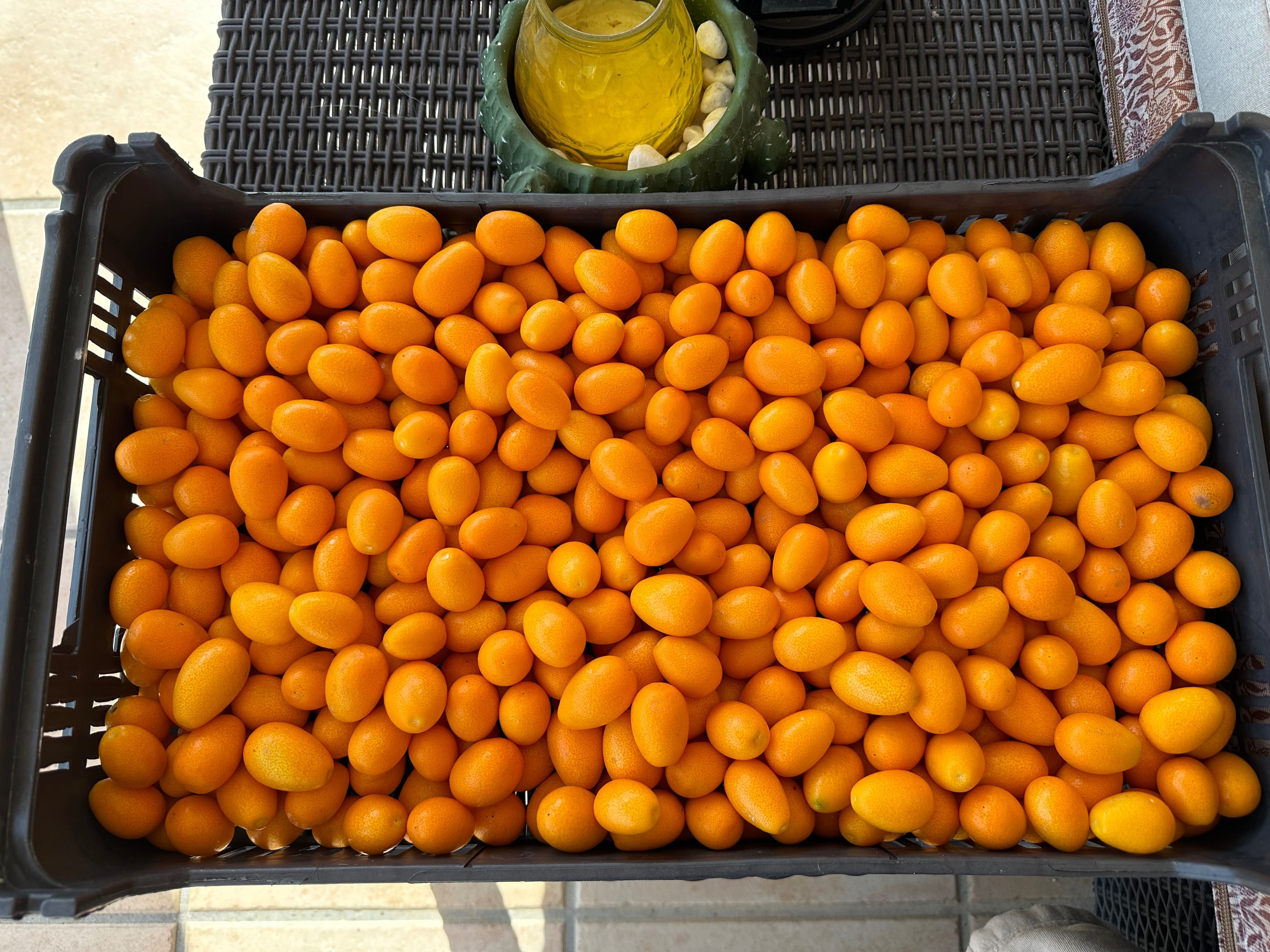 Laranja anã kumquat