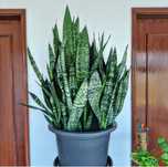 Sansevieria, Espada de São Jorge, plantas, jardim, decoração