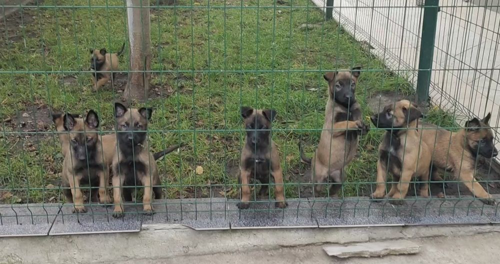 Сумы. Бельгийская овчарка