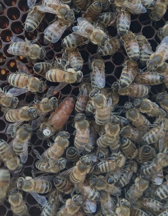 Matki pszczele Buckfast Bakfast GZ unasienione młode