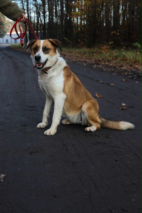 Piękny pies szuka domu