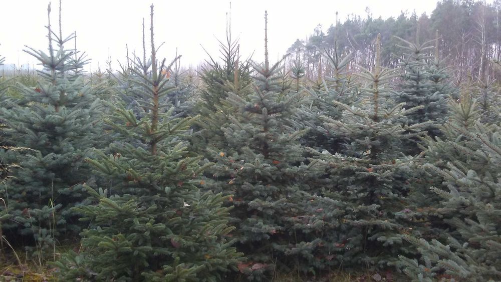 sprzedam świerk srebrny wys 250-350cm