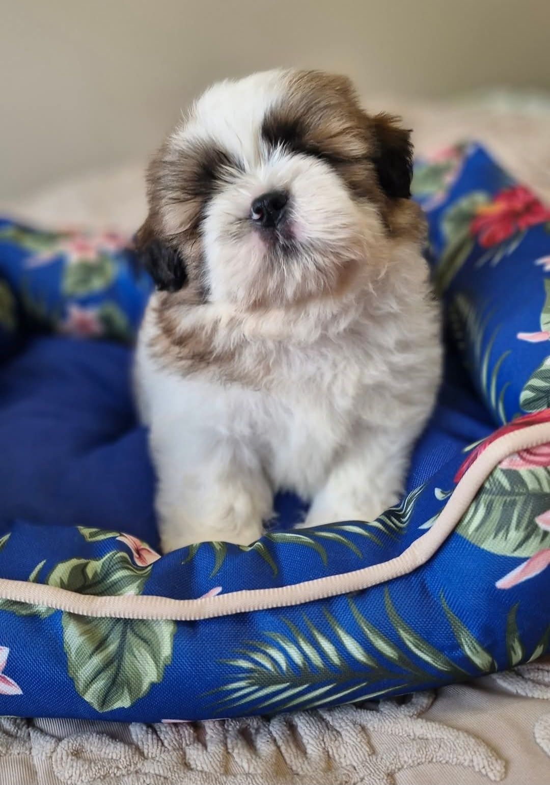 Szczeniaczki Shih Tzu z rodowodem + chip i szczepienia