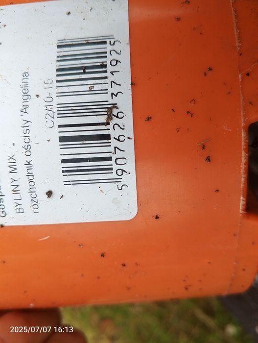 Rozchodniki ościsty angelina