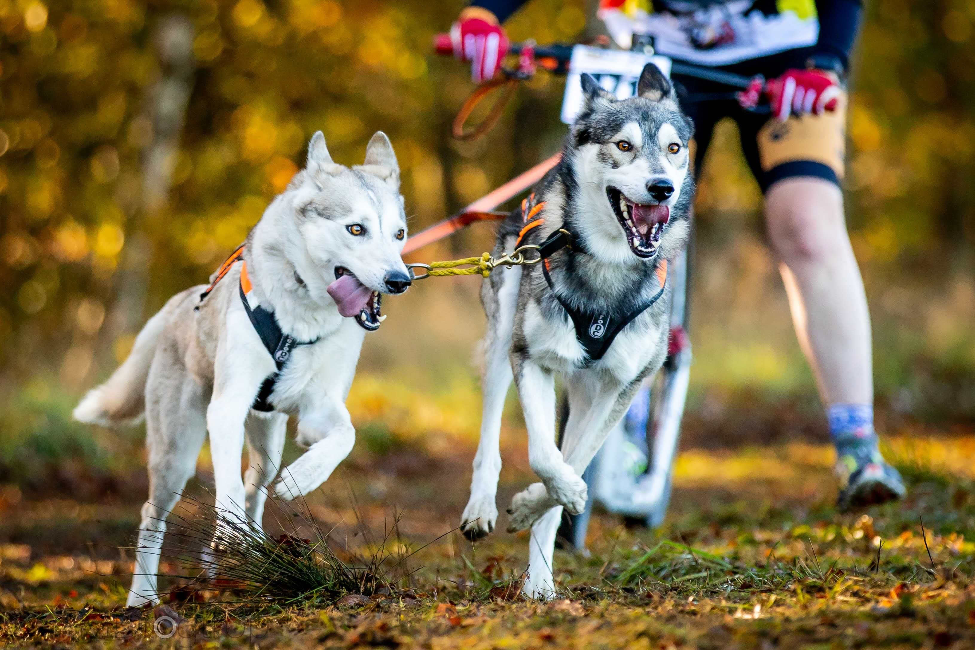 Szczeniak suczka SIBERIAN HUSKY linia użytkowa ZKwP FCI