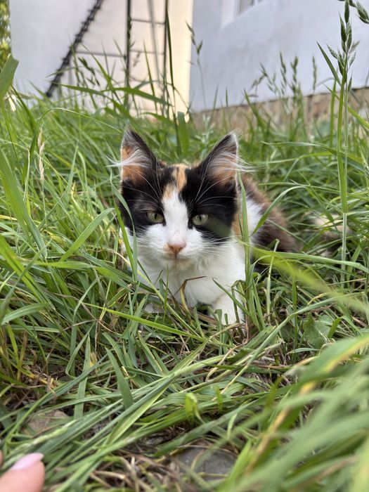 Віддам кішку у добрі руки