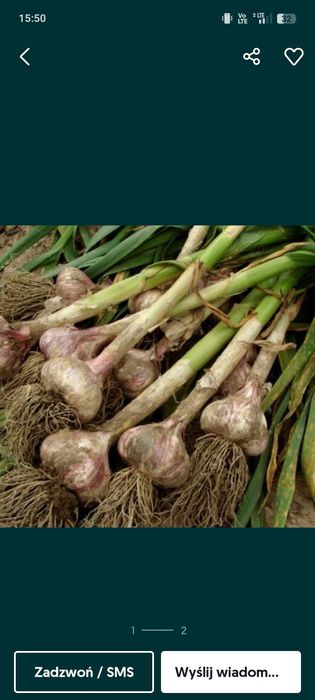 Czosnek harnaś sprzedam