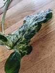 Syngonium mottled mojito