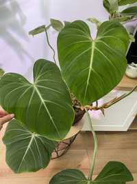 Philodendron gloriosum