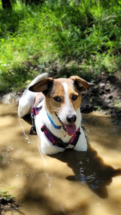Duster – wyjątkowy pies do spokojnego domu, 5 lat, średniak