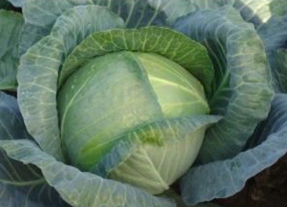 Kapusta biała dla kur kaczek