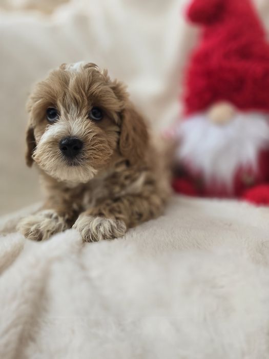Maltipoo f1 chłopiec gotowy do odbioru pudel toy badania maltańczyk