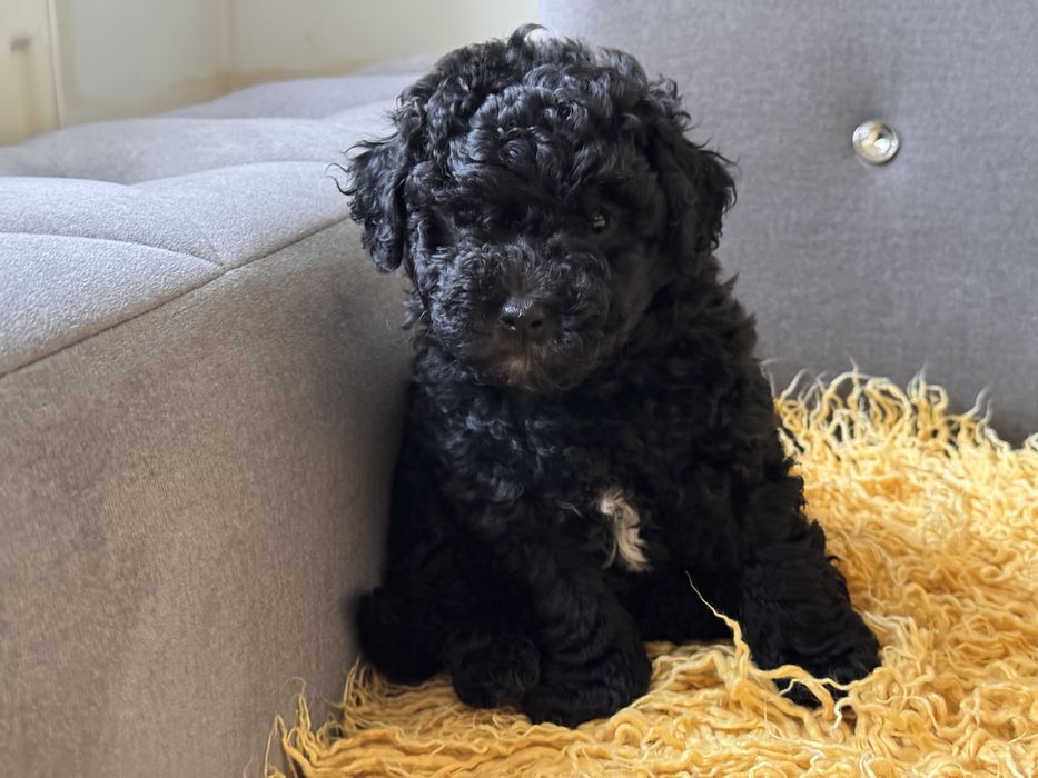 Bichpoo chłopiec gotowy do odbioru