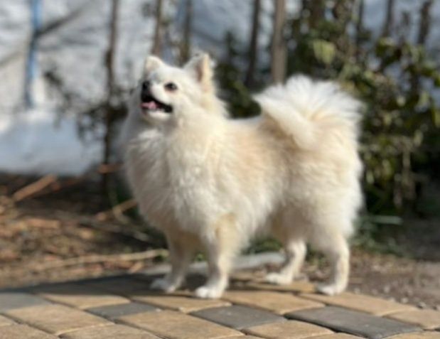 Девочка повязана шпиц продажа