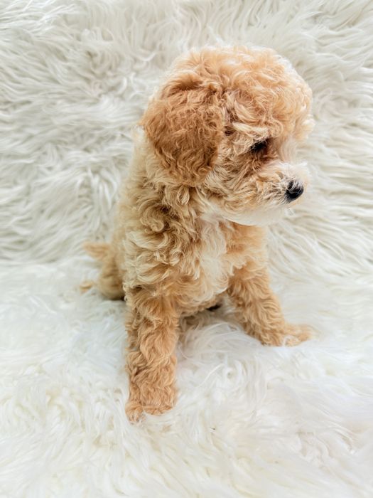 Suczka Maltipoo F1B