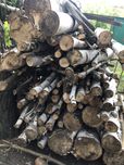 Drewno liściaste okrągłe grube brzoza, sosna,