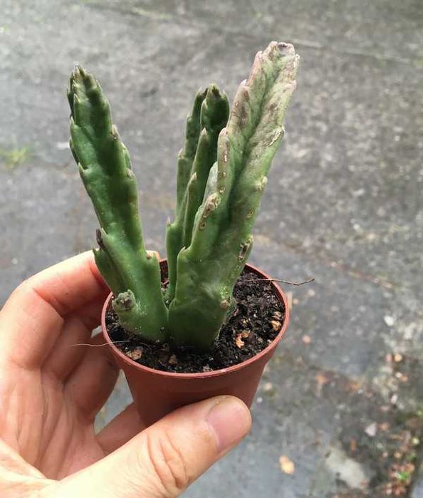 Stapelia grandiflora nr 7 duże włochate kwiaty