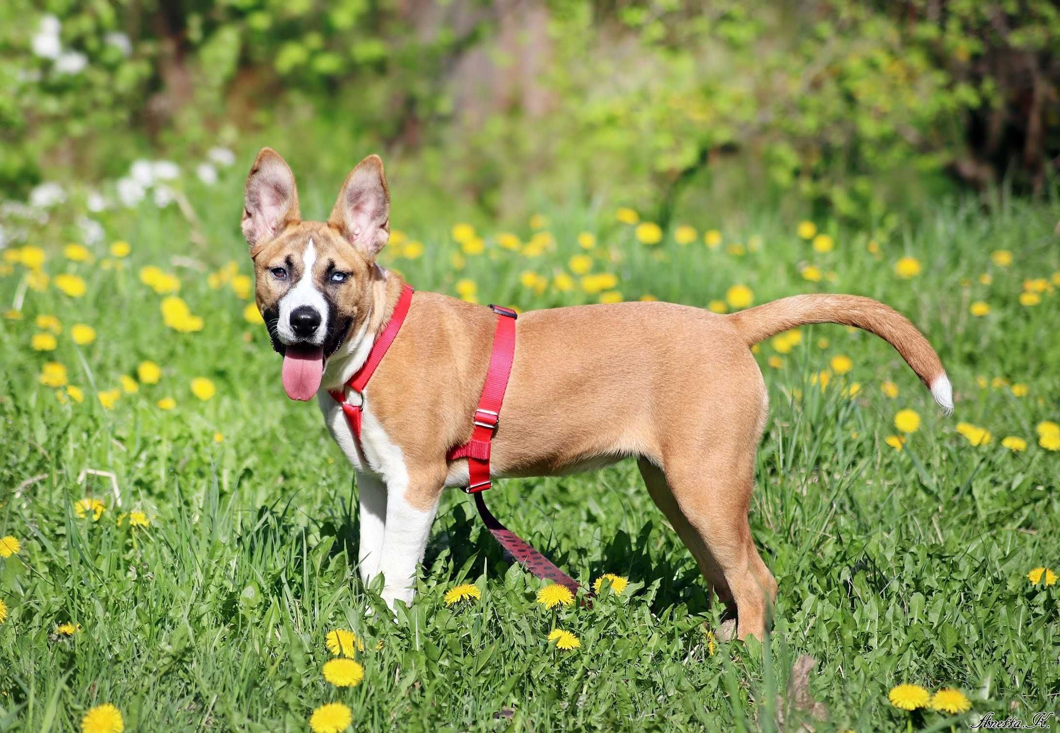 Malutka TESI mix amstaff i husky czeka na kochający dom!