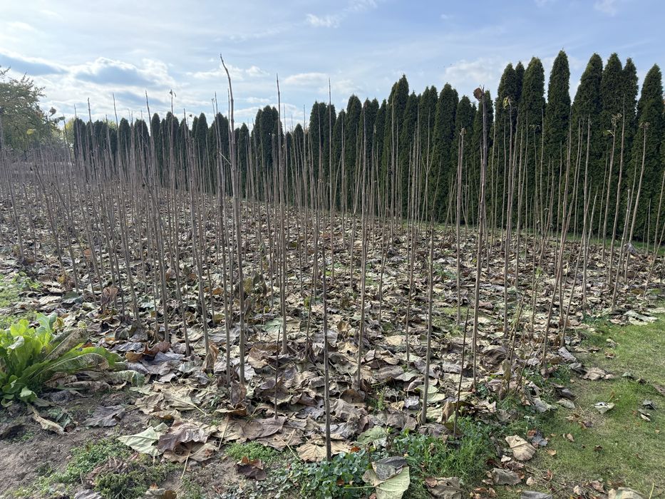 Katalpa podkładka do szczepienia, catalpa surmia 150 - 300 cm +