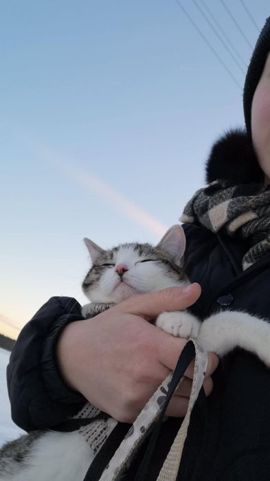 Kotka do oddania po sterylizacji