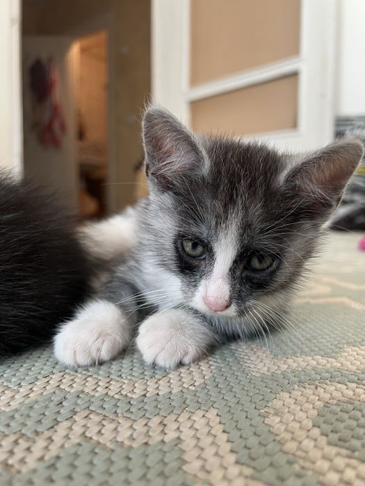 Неймовірні кошенята 3міс хлопці