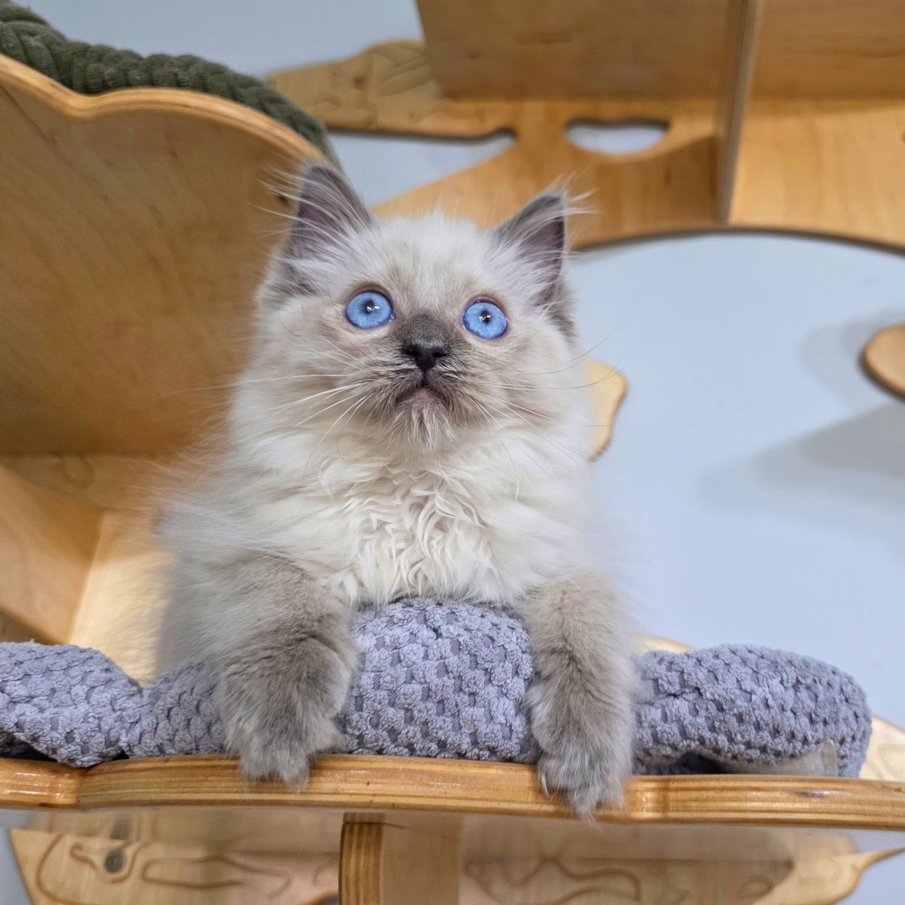 Ragdoll WCF odbiór w czerwcu rodowód honorowany na całym ś