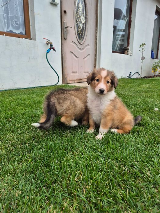 Owczarek szkocki collie