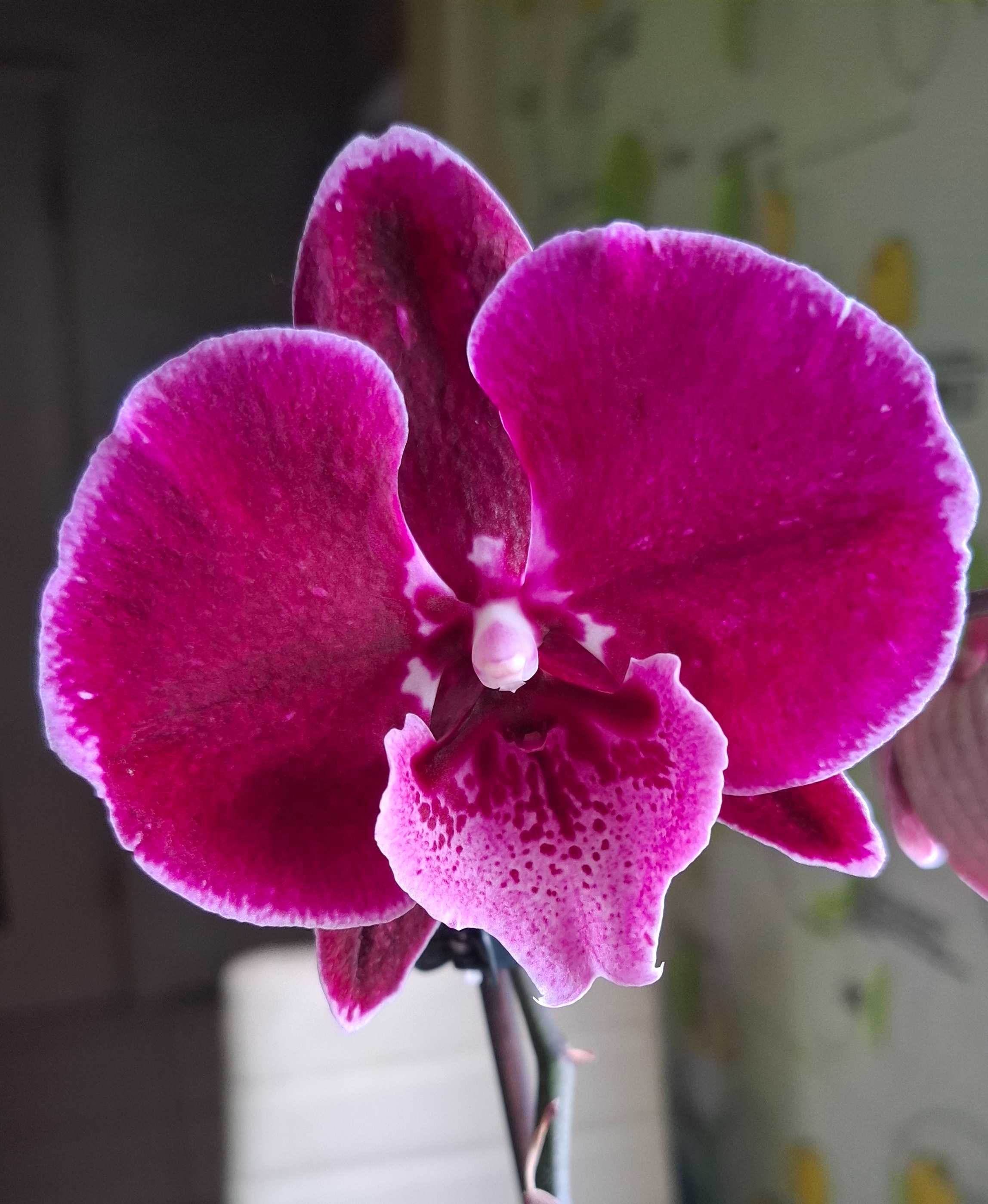 Орхидея биг лип phal. Lembongan