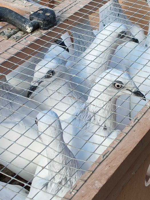 Gołębie Jasne na białych ogonach