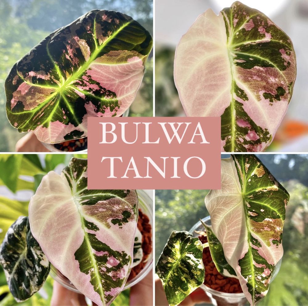 Alocasia alokazja black velvet pink variegata bulwa kolekcjonerska