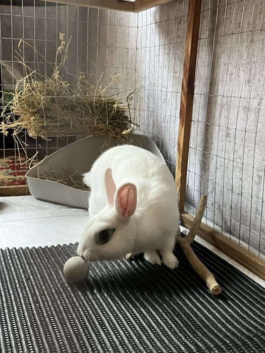 Кролик голанський мініат разом з кліткою та всим комплектуючим