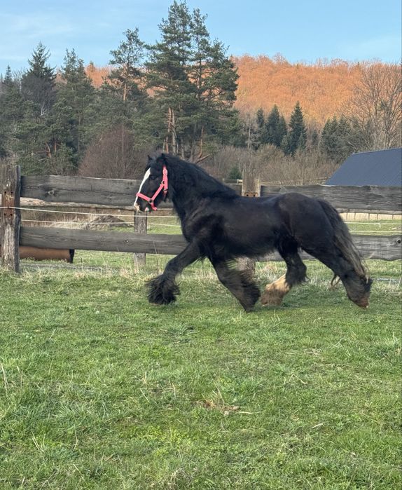 Na sprzedaż - 4-letni wałach rasy Tinker