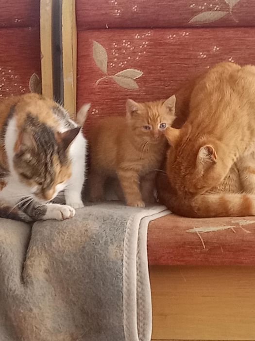 Oddam kota w dobre ręce