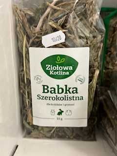 babka szerokolistna GRUBY KOCUR sklep zoologiczny rzeszów
