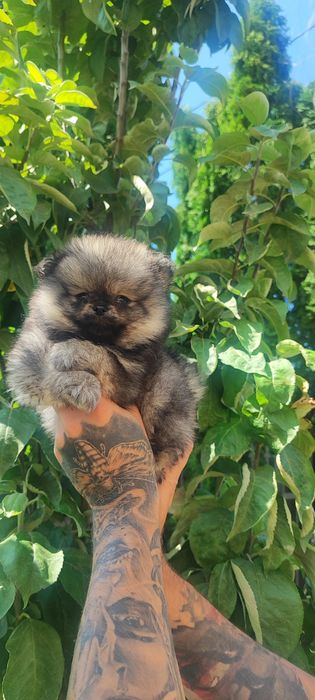 Померанського шпица цуценя