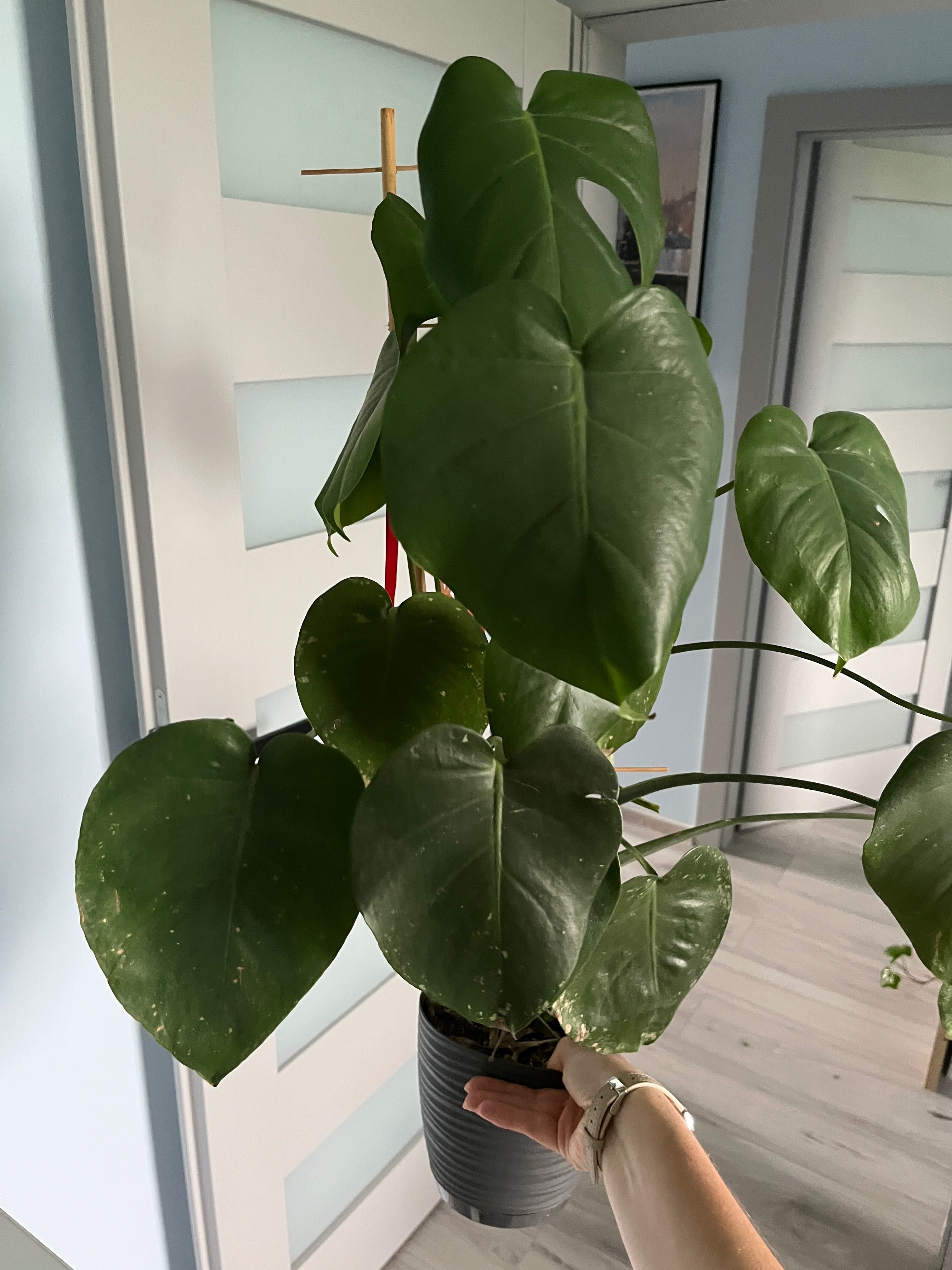 Monstera dziurawa