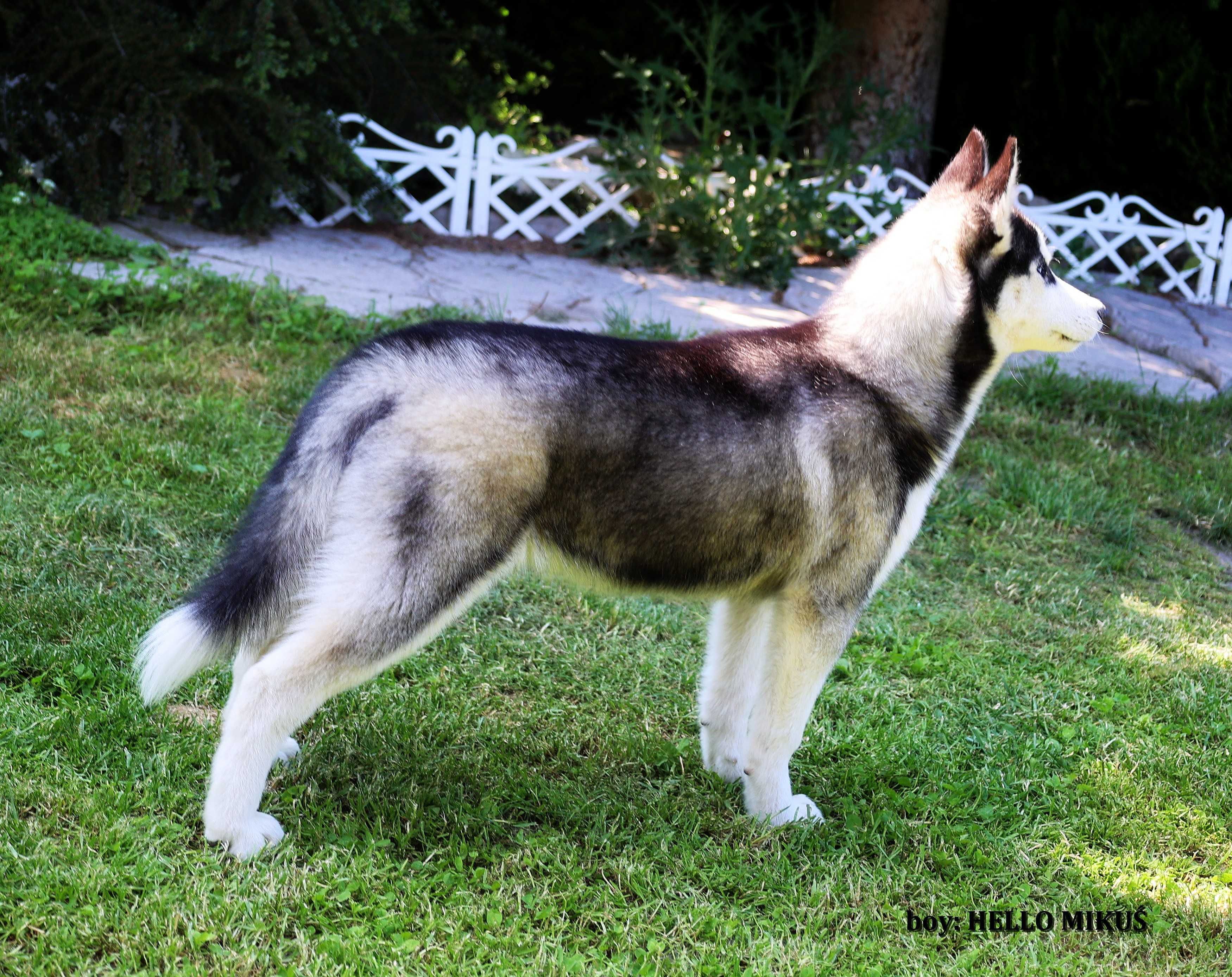 Siberian Husky-hej ! mam na imię HELLO MIKUŚ - ZKwP